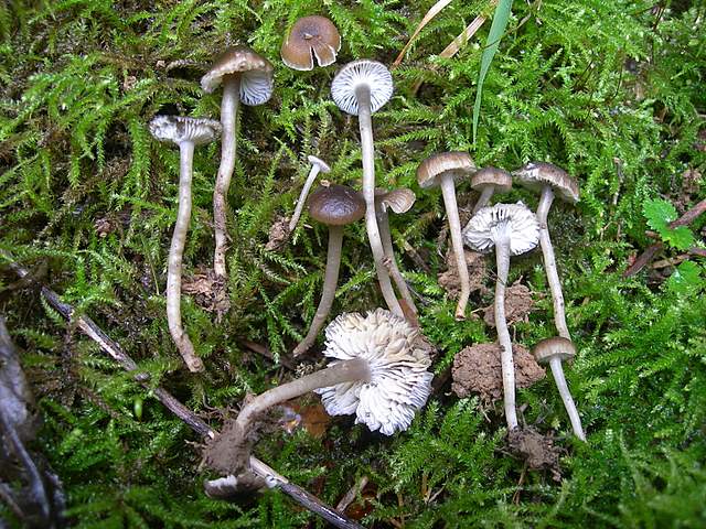 Camarophyllopsis atrovelutina  (Romagn.)  Argaud